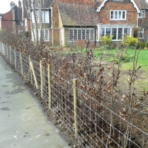 A roadside Beech hedge we planted along with supports and a new boundary wire fence in Goudhurst