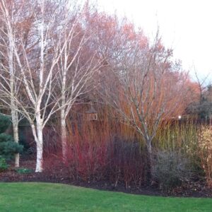 Winter need not be a dull time, we can brighten up any garden with colourful stemmed plants seen here in Headcorn