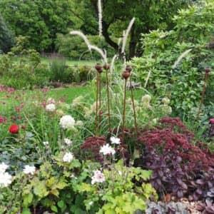 A rich tapestry of flowering herbaceous planting coupled with grasses provide summer colour to the borders in this garden in Cranbrook