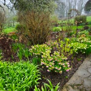 An early spring display of Hellebores providing fantastic colour within a backdrop of well pruned shrubs and the rush of new growth from the summer herbaceous planting in Cranbrook