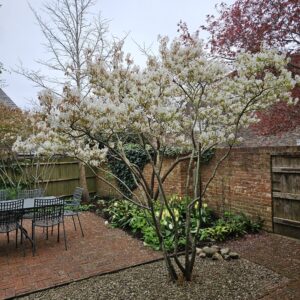 Amelanchier is a fantastic small tree for a small garden but they do require regular pruning and care