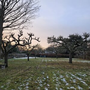 Pruning of Apple trees is usually carried out during the cold winter months