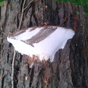 Bracket fungi on a large Oak tree signalled that this tree had structural problems inside hiding behind the bark
