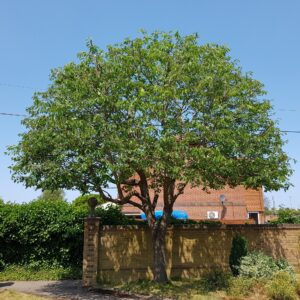 Cherry trees should be pruned in Summer to avoid problems such as silver leaf disease