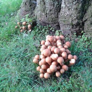 Lots of fungi around your trees should be seen as a warning sign for other problems lurking beneath the soil