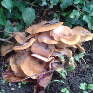 Honey fungus around the base of a tree can be a sign of greater problems within the tree and its roots