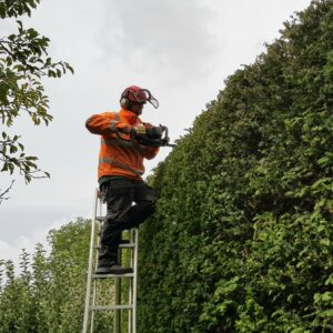 Tall hedges require specialist equipment and skills to safely reduce and shape them