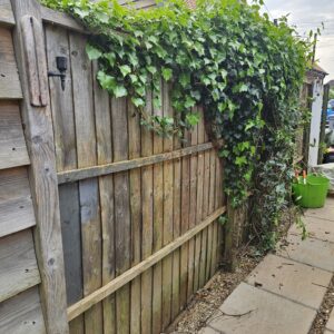 Ivy growing over fences can cause premature failure of the posts and panels and looks unsightly