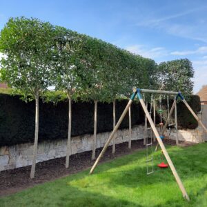Pleached hedges provide privacy but do require annual trimming to maintain their shape and appearance