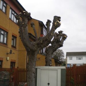 Sycamore trees freshly pollarded to limit the size of the tree