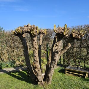 Freshly pollarded trees can look very bare but the new branches soon grow again