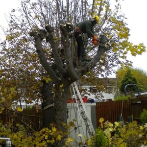 Pollarding trees close to buildings is a common technique to limit the size of the tree whilst maintaining vigour
