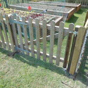 A palisade gate with added chicken wire gives secure access to the raised vegetable beds