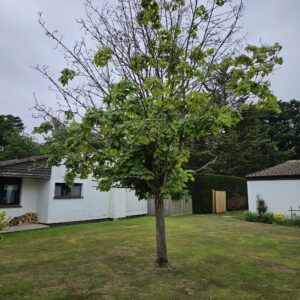 This Sycamore tree showed signs of decline and needed pruning work to reduce the branches