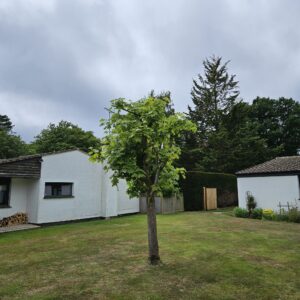 The same Sycamore tree following pruning work to reduce the canopy and revitalise the tree