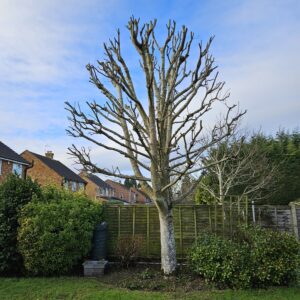 Trees planted on the boundary fences between gardens need to be kept pruned in order to prevent them from taking the light away from neighbouring gardens