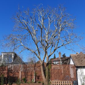 Trees in small gardens need to be maintained and pruned regularly to limit their size