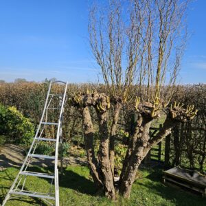 An old twisted Willow tree getting its annual pollard to remove the last year's growth