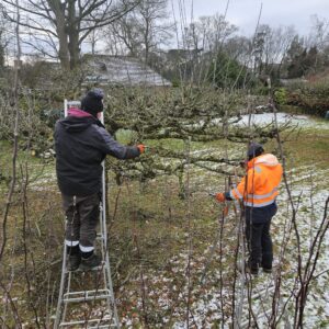 Old large Apple trees are pruned annually to thin the fruiting spurs and to clear out the centre of the tree for better air flow